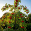 5ft Cut-Leaf Mountain Ash Tree | Sorbus asplenifolia | 7.5L Pot | 2 Years Old