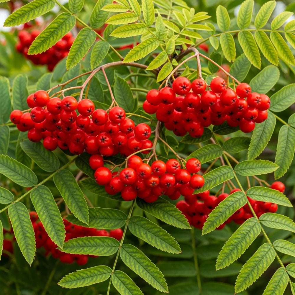 5ft Cut Leaf Rowan Tree | Sorbus 'Chinese Lace'  | 9L Pot | 2 Years Old