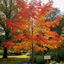 5ft Cut Leaf Rowan Tree | Sorbus 'Chinese Lace' | Bare Root | 2 Years Old
