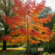 5ft Cut Leaf Rowan Tree | Sorbus 'Chinese Lace'  | 9L Pot | 2 Years Old