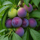 5ft 'Czar' Plum Tree | 7.5L Pot | 2 Years Old