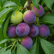 5ft 'Czar' Plum Tree, 2-Year-Old Bare Root