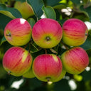 5ft 'Discovery' Apple Tree | 7.5L Pot | 2 Years Old