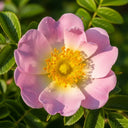 60cm Dog Rose Hedging | Rosa canina | Bare Root