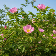 45-60cm Dog Rose Hedging | Rosa canina | Bare Root