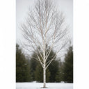 4ft Himalayan Birch Tree | Betula Utilis Doorenbos | 3L Pot