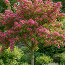 5ft Double Pink Hawthorn Tree | Crataegus laevigata 'Rosea Flore Pleno'  | 7.5L Pot | 2 Years Old