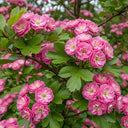 Double Pink Hawthorn Tree (Crataegus laevigata 'Rosea Flore Pleno') blossoms with lush green leaves on branches, creating a vibrant display.