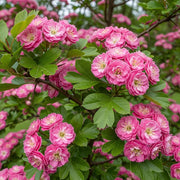 Double Pink Hawthorn Tree (Crataegus laevigata 'Rosea Flore Pleno') blossoms with lush green leaves on branches, creating a vibrant display.