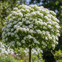 5ft Double White Hawthorn Tree | Crataegus laevigata 'Plena' | 9L Pot  | 2 Years Old