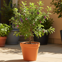 5ft 'Victoria' Patio Plum Tree | 7.5L Pot | 2 Years Old