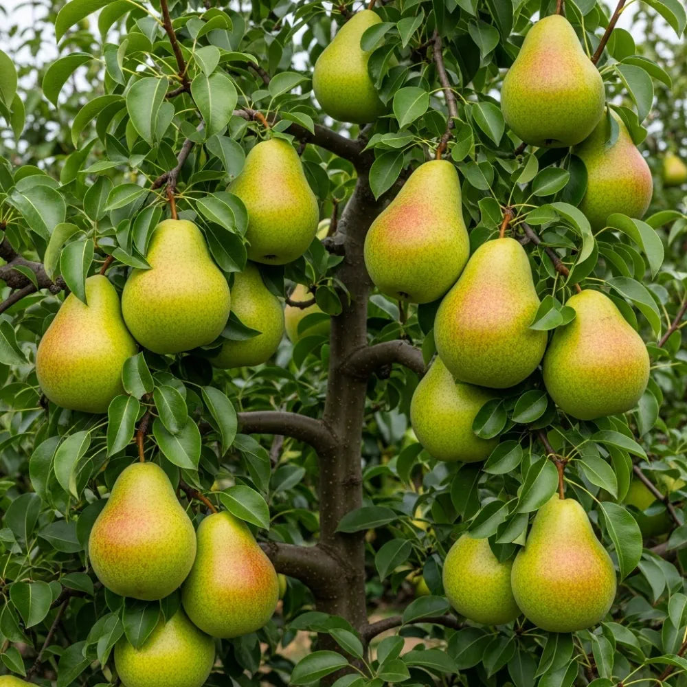 5ft 'Doyenné Du Comice' Pear Tree | 9L Pot | 2 Years Old – Woven Wood