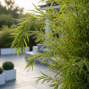 4ft Dragon Head Bamboo | Fargesia Rufa | 10L Pot