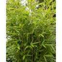 4ft Dragon Head Bamboo | Fargesia Rufa | 10L Pot