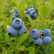 Ripe 'Draper' blueberries clustered on branches with vibrant green leaves, showcasing a fresh and natural setting in a garden or farm environment.