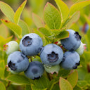 60cm 'Duke Blueberry Bush | 3L Pot