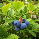 60cm 'Duke Blueberry Bush | 3L Pot