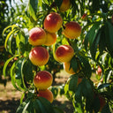 5ft Duke of York' Peach Tree | Bare Root | 2 Years Old