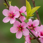 Dwarf Russian Almond Blossom Tree (Prunus tenella 'Firehill') with pink blossoms, yellow stamens, and fresh green leaves on a branch, blurred green background.