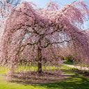 5ft Dwarf Weeping Yoshino Cherry | Prunus yedoensis 'Ivensii' | 2 Years Old | 7.5L Pot