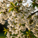 7ft Half-Standard Weeping Yoshino Cherry Blossom Tree | Mature Bare Root 'Ivensii' | 6/8cm Girth