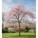 5ft Dwarf Weeping Yoshino Cherry | Prunus yedoensis 'Ivensii' | 2 Years Old | 7.5L Pot