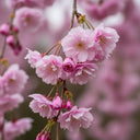 5ft Dwarf Weeping Yoshino Cherry | Prunus yedoensis 'Ivensii' | 2 Years Old | 7.5L Pot