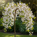 5ft Dwarf White Weeping Cherry Blossom Tree | Prunus 'Snow Showers' | 7.5L Pot | 2 Years Old