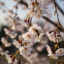 5ft Dwarf White Weeping Cherry Blossom Tree | Prunus 'Snow Showers' | 7.5L Pot | 2 Years Old