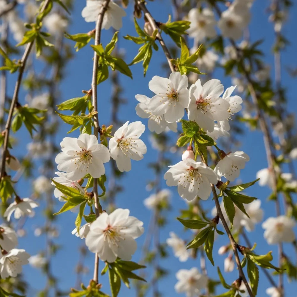 5ft Dwarf White Weeping Cherry Blossom Tree | Prunus 'Snow Showers' | 9L Pot | 2 Years Old
