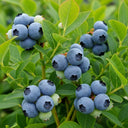 Clusters of ripe 'Earliblue' blueberries on vibrant green leaves, showcasing fresh, plump berries ready for harvest in a lush garden setting.