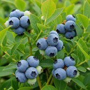 Clusters of ripe 'Earliblue' blueberries on vibrant green leaves, showcasing fresh, plump berries ready for harvest in a lush garden setting.
