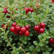 Vibrant 'Early Black' Cranberry berries clustered on green leafy branches, showcasing the contrast between the glossy berries and lush foliage.