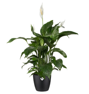 Elho Brussels Round 16 Black Plant Pot