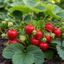 Ripe red Elsanta Strawberry Plants with green leaves and stems growing in a garden, surrounded by soil, showcasing vibrant colors and fresh produce.