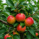 5ft 'Elstar' Dwarfing Apple Tree | 7.5L Pot | 2 Years Old