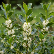 5ft English Holly Tree | Ilex aquifolium | 9L Pot