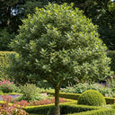3ft English Holly Tree | Ilex aquifolium | 3L Pot