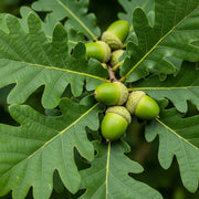 100-125cm English Oak Hedging | Quercus robur | Bare Root