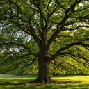 The majestic English Oak Tree (Quercus robur) with sprawling branches and lush green leaves, bathed in sunlight, standing in a serene grassy meadow.