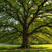 The majestic English Oak Tree (Quercus robur) with sprawling branches and lush green leaves, bathed in sunlight, standing in a serene grassy meadow.