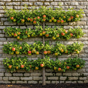 Espalier 'Cox's Orange Pippin' Apple Tree | Bare Root