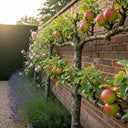 Espalier 'Bramley's Seedling' Apple Tree | Bare Root
