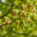 5ft 'Europa' Walnut Tree | 7.5L Pot | 2 Years Old