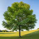 5ft 'Europa' Walnut Tree | Bare Root | 1 Years Old