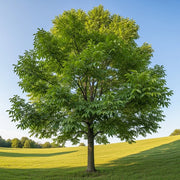 5ft 'Europa' Walnut Tree | 9L Pot | 2 Years Old