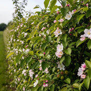 Lush European Crabapple (Malus sylvestris) hedging with pink & white blossoms, serene garden scene.