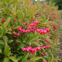 Vibrant pink and orange berries of European Spindle (Euonymus europaeus) on a lush green shrub with elongated leaves, autumnal beauty.