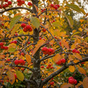 3ft 'Evereste' Patio Crabapple Tree | 3L Pot