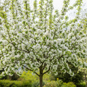 13ft Standard 'Evereste' Crabapple Tree | Mature Bare Root | 8/10cm Girth